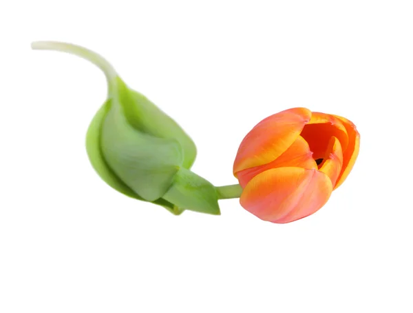 Vackra orange tulip — Stockfoto