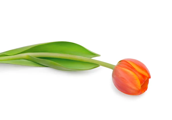 Помаранчевий tulip — стокове фото
