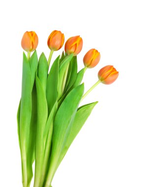 Orange tulips clipart