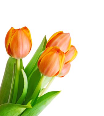 Tulips clipart