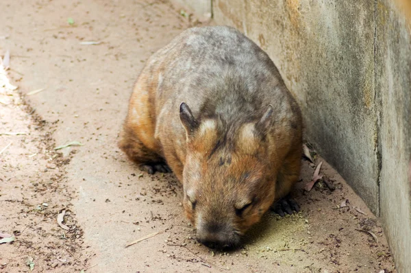 Ausztrál wombat — Stock Fotó