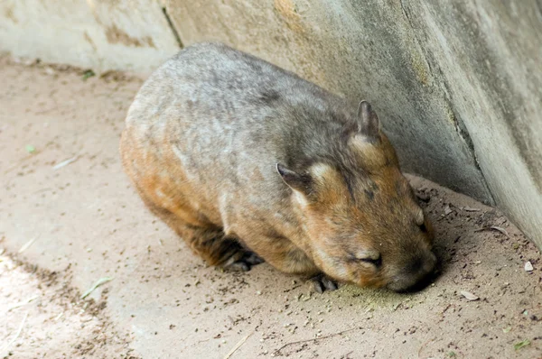 Αυστραλιανή wombat — Φωτογραφία Αρχείου