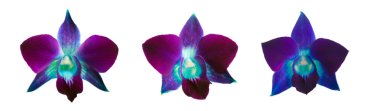 Orchid clipart