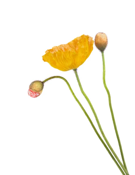 黄色和粉红色的罂粟花 — 图库照片