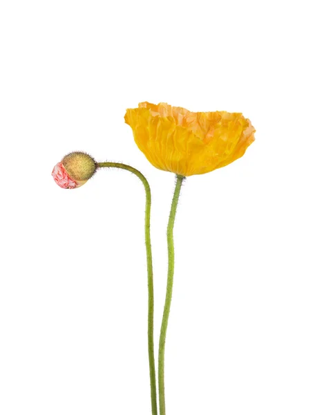Żółty i różowy maku — Zdjęcie stockowe