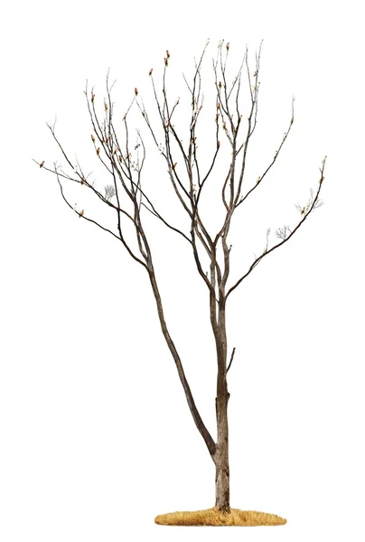 Дерево на білому тлі — стокове фото