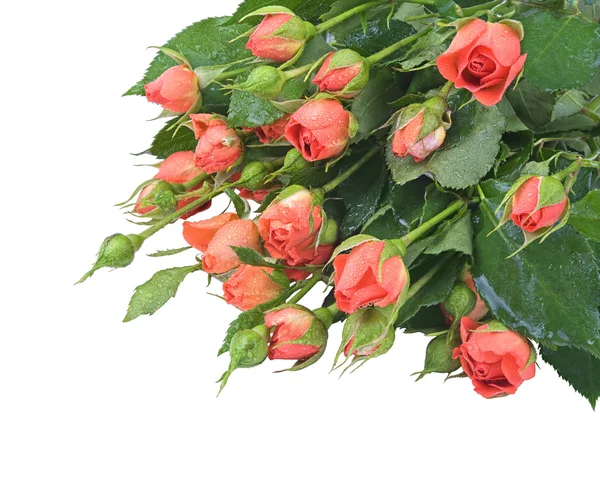 Piccole rose rosse — Foto Stock
