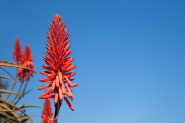 Flower of an aloe plant against a blue sky clipart