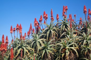 Aloe flowers and plants against a blue sky clipart