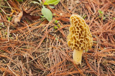 Morel mushroom and pine needles clipart
