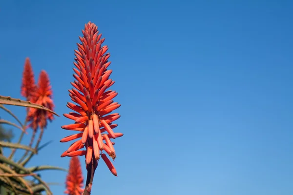Λουλούδι από ένα aloe εγκαταστάσεις μπλε ουρανό — Φωτογραφία Αρχείου