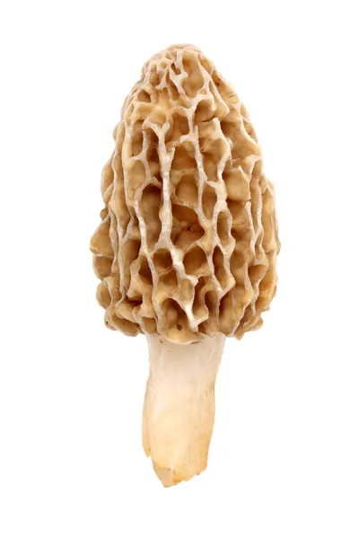 莫雷尔蘑菇上白色隔离 — 图库照片