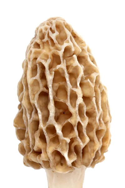 Morel cogumelo close-up isolado em branco — Fotografia de Stock