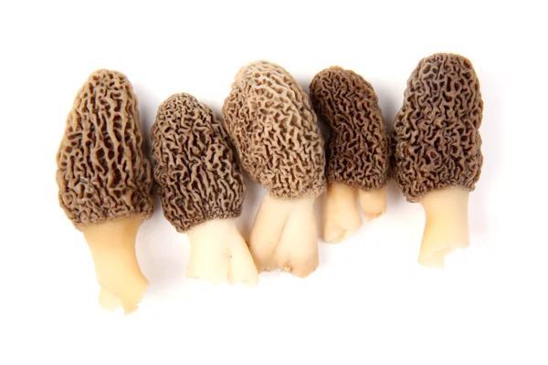 集团的灰色莫雷尔蘑菇上白色隔离 — 图库照片