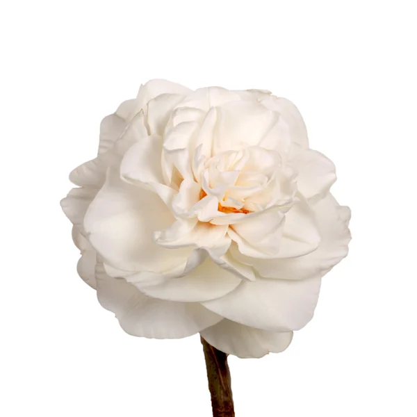 Single white double daffodil isolated on white — Stock Photo, Image