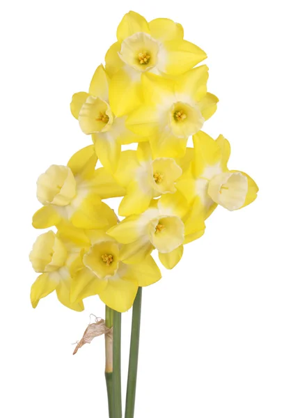 Grupo de jonquillas amarillas y blancas aisladas sobre blanco — Foto de Stock