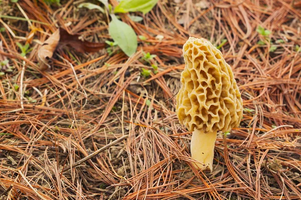 Morel cogumelo e agulhas de pinheiro — Fotografia de Stock