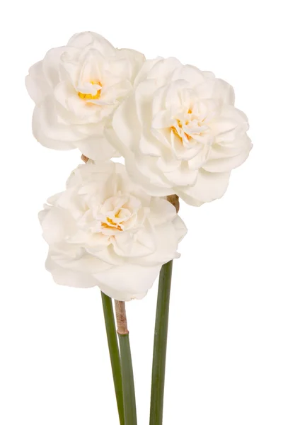 Three white double daffodils — Stock Photo, Image