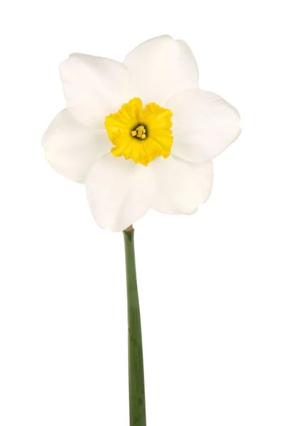 Narciso blanco de copa amarilla — Foto de Stock