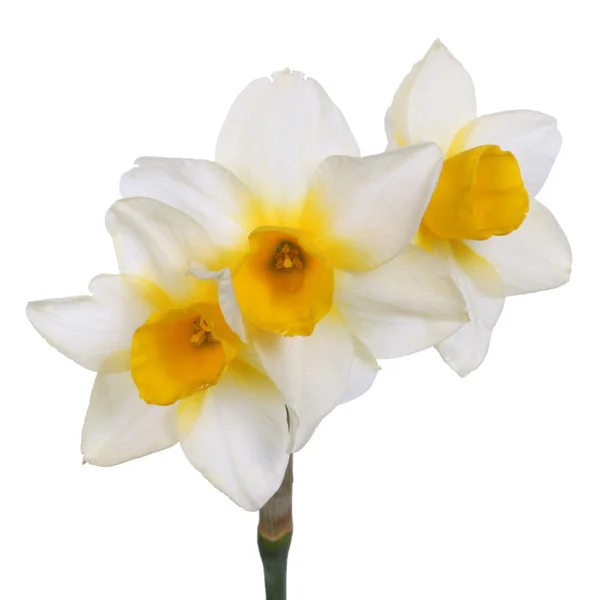 3 つの白いジョンキルのカップ状の黄色の花を持つ単一の茎 — ストック写真