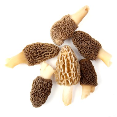 Group of gray and yellow morel mushrooms isolated on white clipart