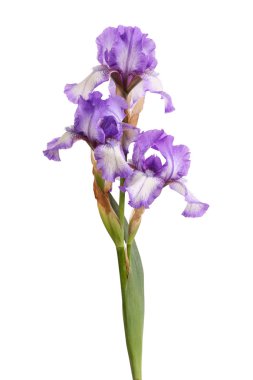 Stem of purple iris flowers isolated on white clipart