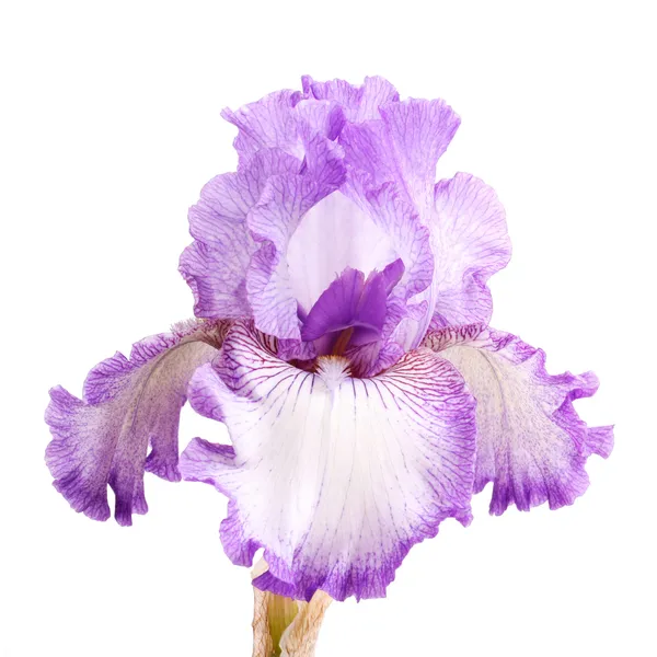 Lila och vit iris blomma isolering — Stockfoto