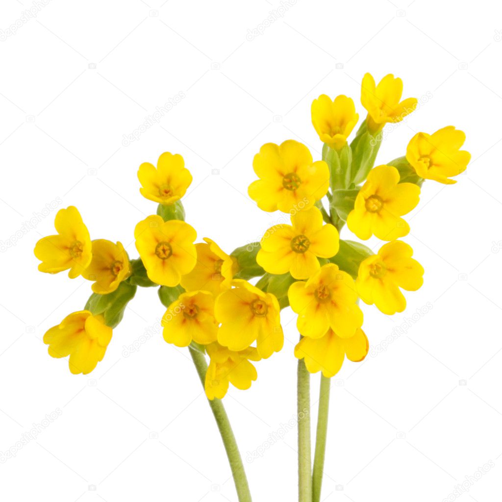 Cowslip flowers isolated on white