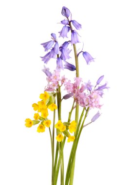 Bouquet of spring flowers clipart