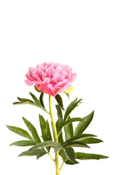 Pink peony flower and stem — Stock Photo, Image