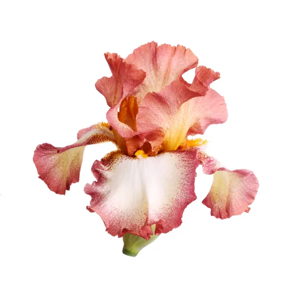Bourgondië en witte iris bloem isolatie — Stok fotoğraf