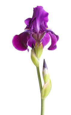 Stem with deep purple iris flower isolated on white clipart