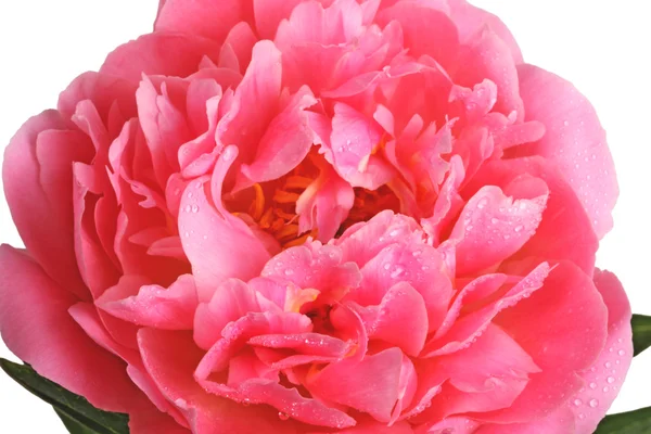 Roze pioenroos close-up — Stockfoto
