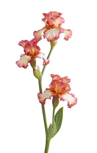 Stelo di fiori di iris bordeaux isolato su bianco — Foto Stock