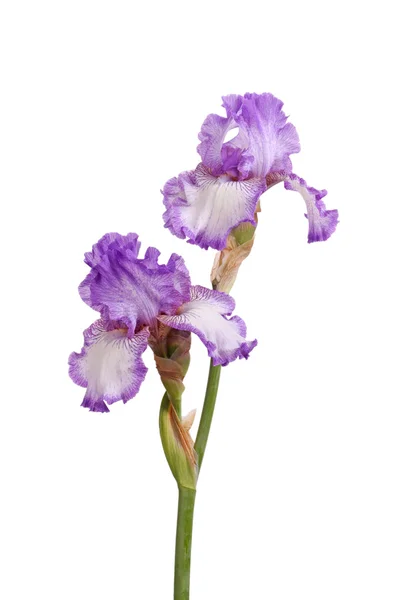 Stem of purple iris flowers isolated on white — Stock Photo, Image