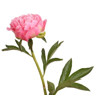 Pink peony flower and stem clipart