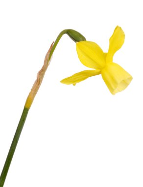 Stem and flower of a yellow daffodil flower clipart