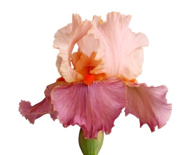 Mauve and pinkish iris flower isolation clipart