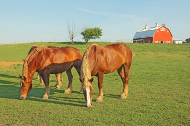 Horses and a barn clipart