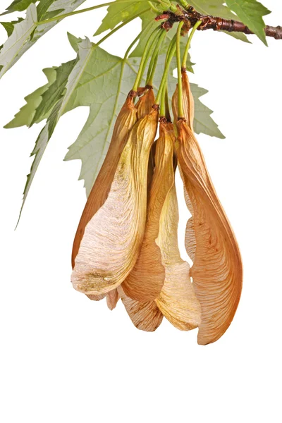 Větvička javorový a visící samaras — Stock fotografie