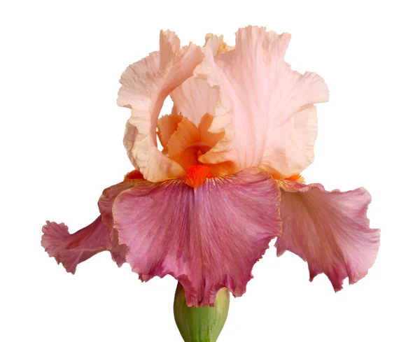 Моув і рожева ірисова квітка ізоляція — стокове фото