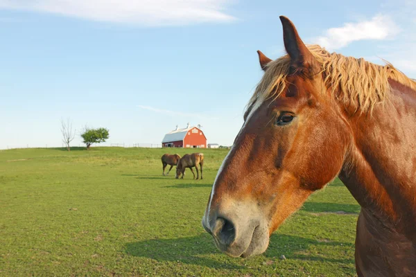 Cavalos e celeiro com espaço de cópia — Fotografia de Stock