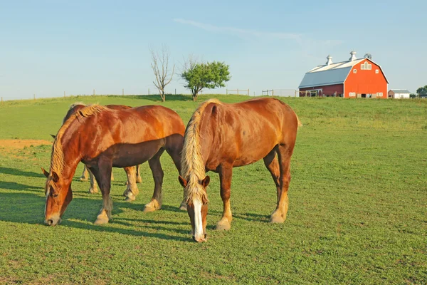 马和一个谷仓 — 图库照片