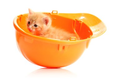 Small kitten and orange hardhat clipart