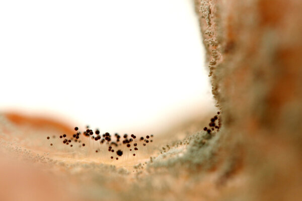 Mould growing on old bread