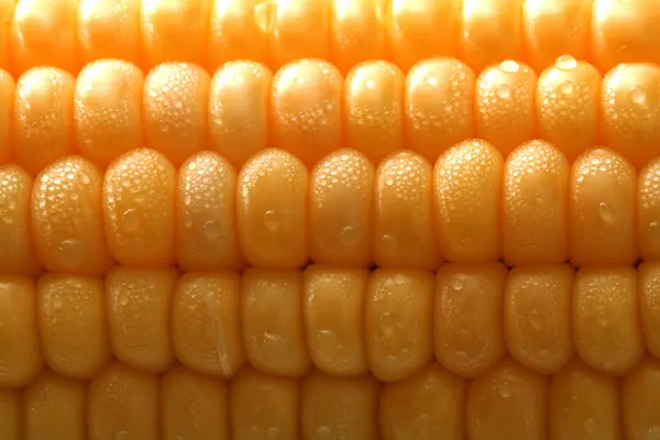 Čerstvý zrna kukuřice a dewdrop — Stock fotografie