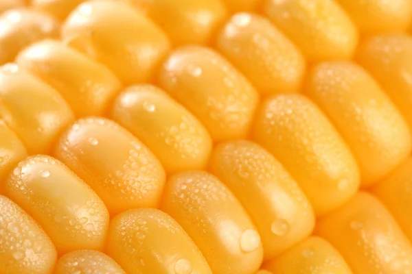 Čerstvý zrna kukuřice a dewdrop — Stock fotografie