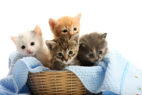 Μικρά γατάκια σε ψάθινο καλάθι — Φωτογραφία Αρχείου