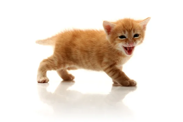 Pequeño gatito bonito —  Fotos de Stock