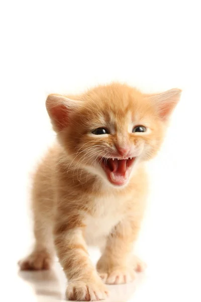 Piccolo grazioso gattino — Foto Stock